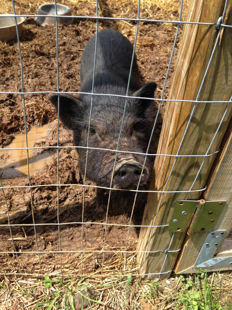 New fried at the Ole Barn ... pretty sure we didn't eat his brother.