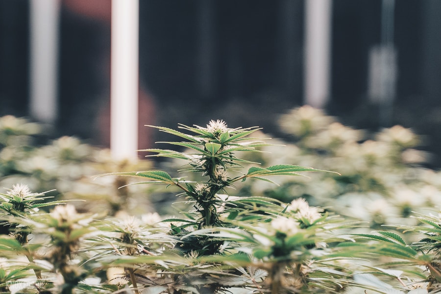 bluhen botanicals Knoxville